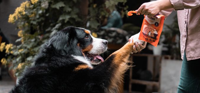 Naturalne przysmaki dla psa – wybierz najlepszy smakołyk!