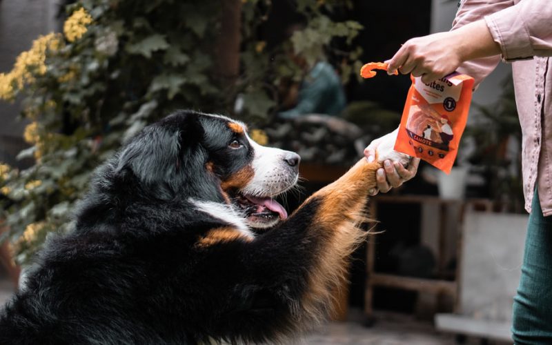 Naturalne przysmaki dla psa – wybierz najlepszy smakołyk!