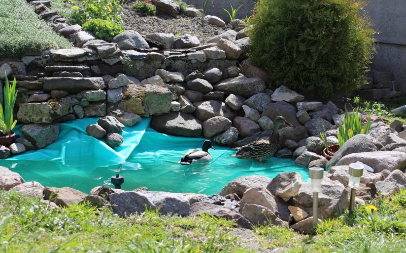 Projekt i budowa oczka wodnego