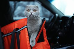 Jak podróżować samochodem z kotem?
