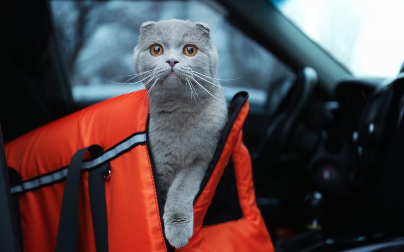 Jak podróżować samochodem z kotem?