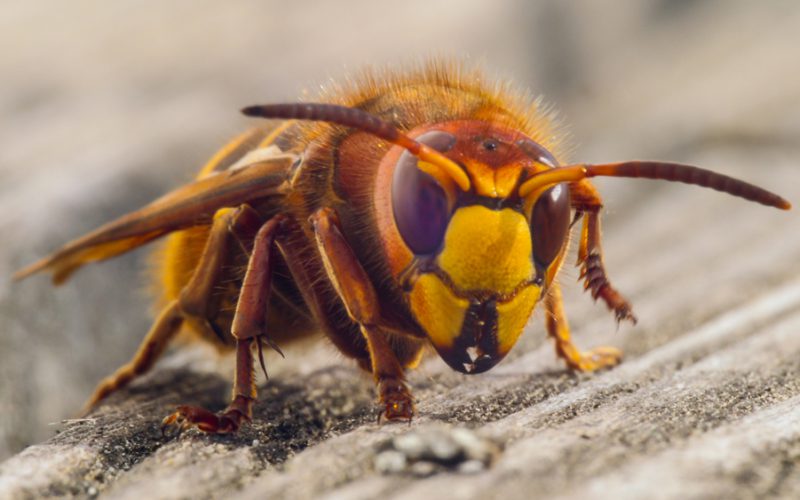 Zombie osa i groźne szerszenie