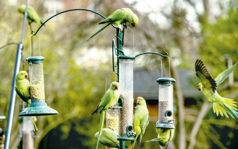 Papuga już nie egzotyczna