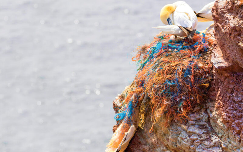 Śmieci nie znają granic