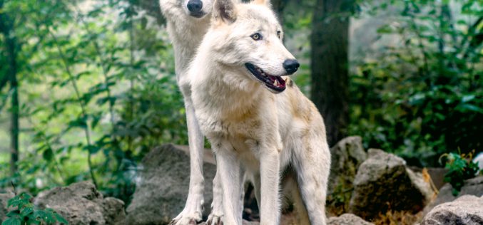 Wierność i skoki w bok