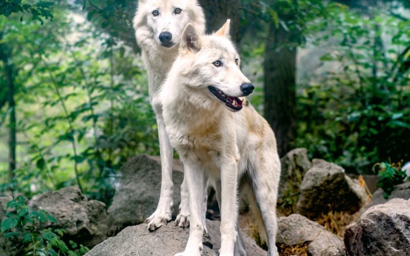 Wierność i skoki w bok