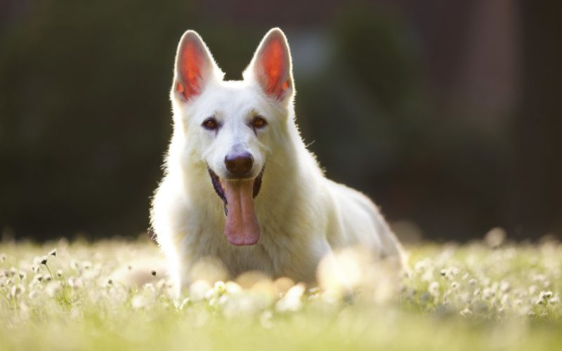 Dobra karma dla psa chorego