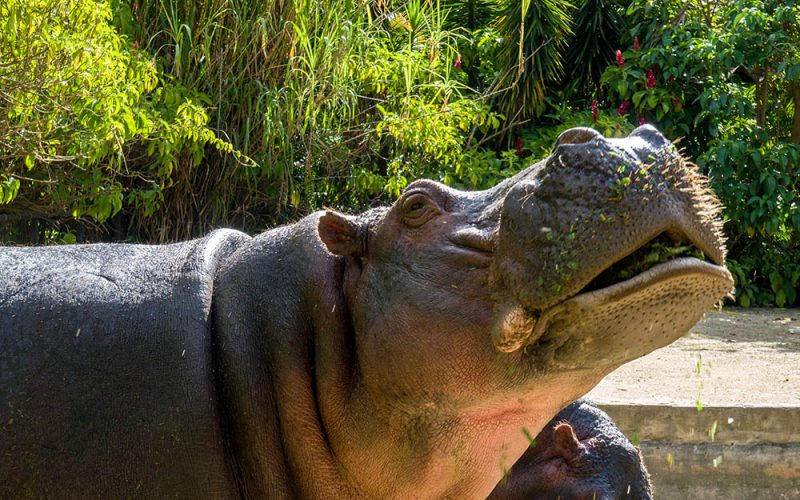 Kokainowe hipopotamy Escobara