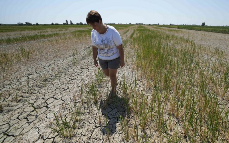 Susza we Włoszech zagraża risottu