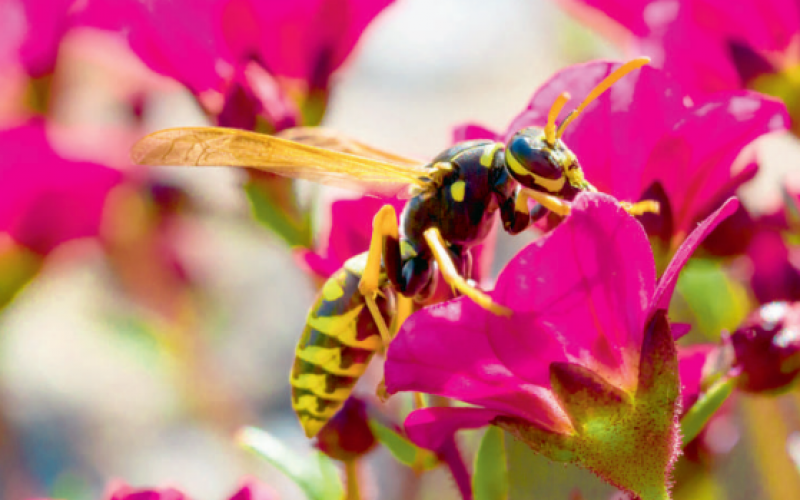 Zapylanie czas zacząć