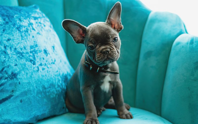 Jak wprowadzić do salonu butelkową zieleń bez remontu?