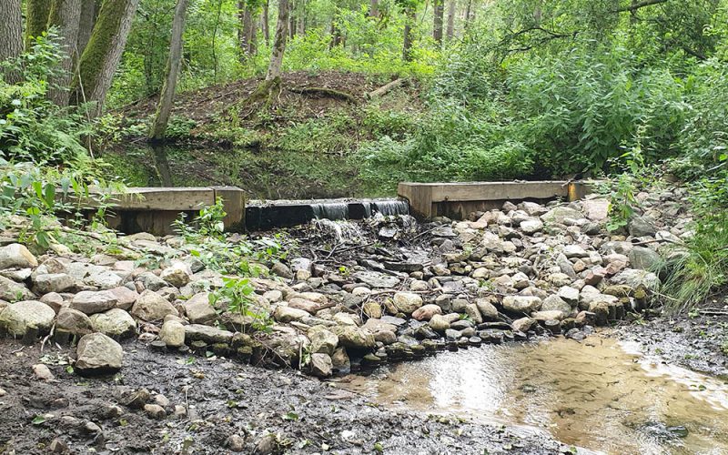 Wołanie na Puszczy Bydgoskiej