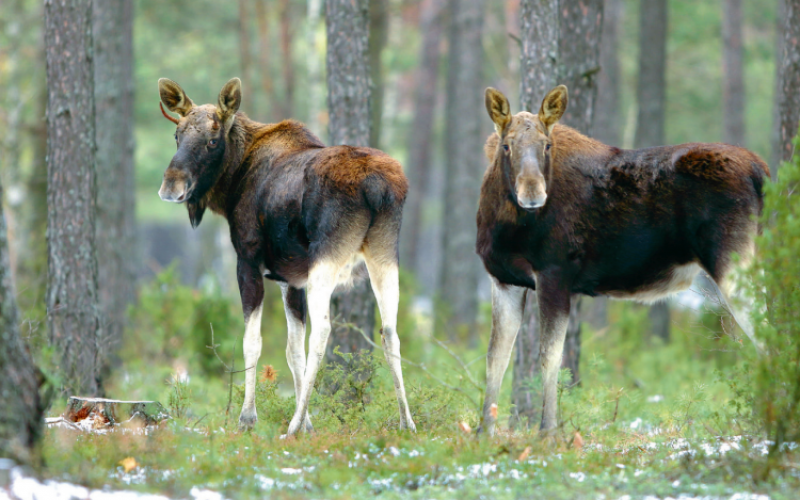 Polowanie na łosia