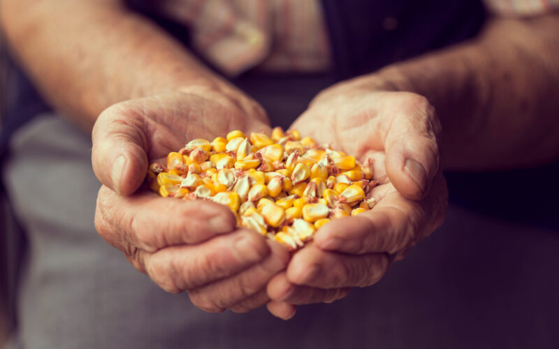 Jaką odmianę kukurydzy wybrać?