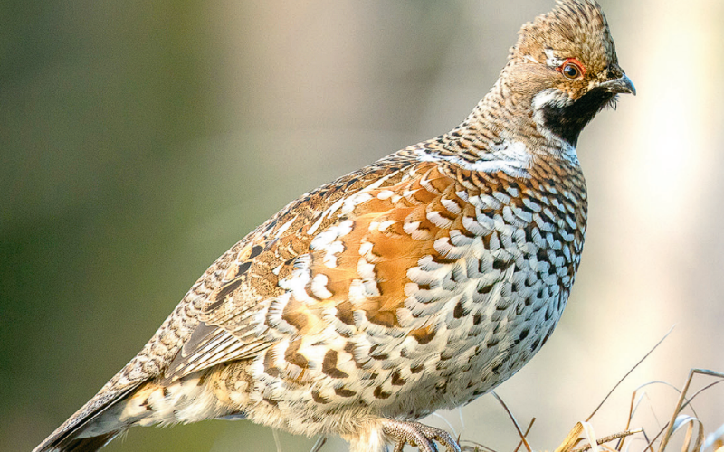 W puszczy nic nie jest oczywiste