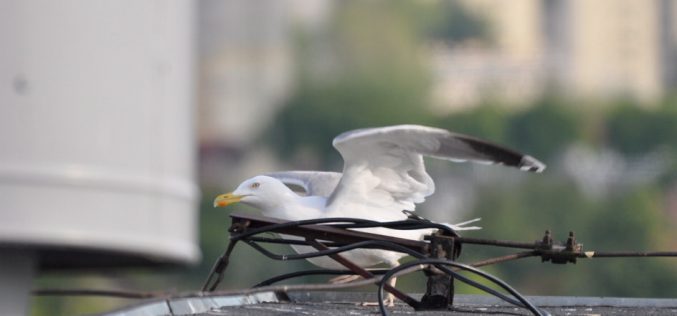 Co mewa robi w mieście?