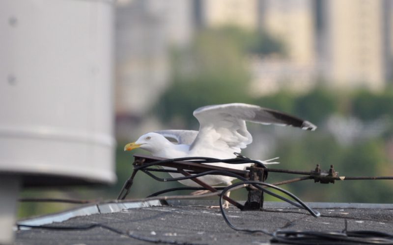 Co mewa robi w mieście?