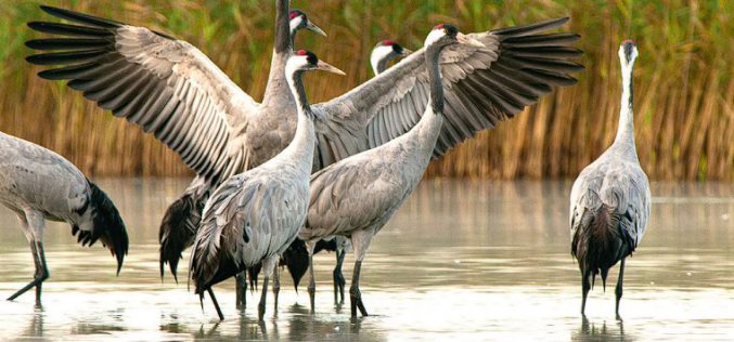 Hejnalista zza płotu