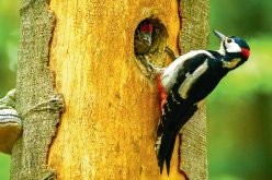 Dziuple, ach, te dziuple