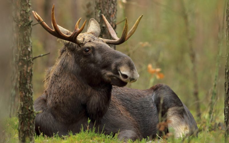 Łoś – rezydent mokradeł
