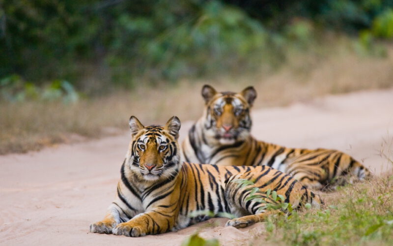 Trzy tysiące par kocich oczu