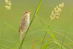 Wodniczka tętniąca seksem