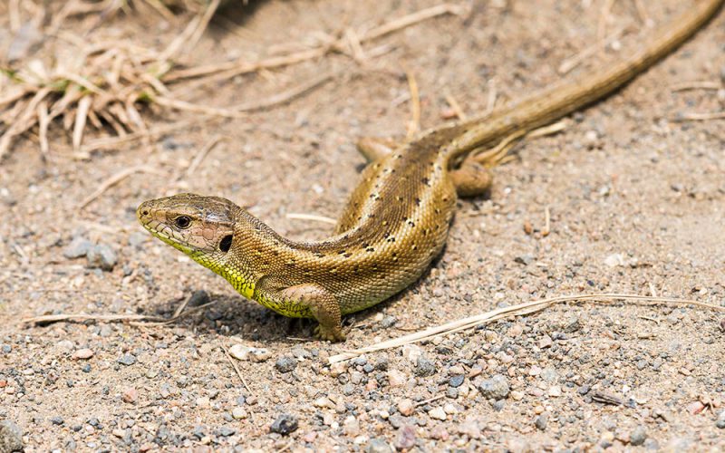 Sceny z życia jaszczurów