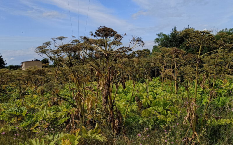 Polska zarasta barszczem Sosnowskiego