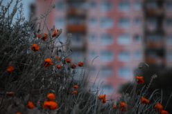 Zielone budownictwo – nowatorskie ekologiczne zasady w sektorze mieszkaniowym. Czy to się opłaca?