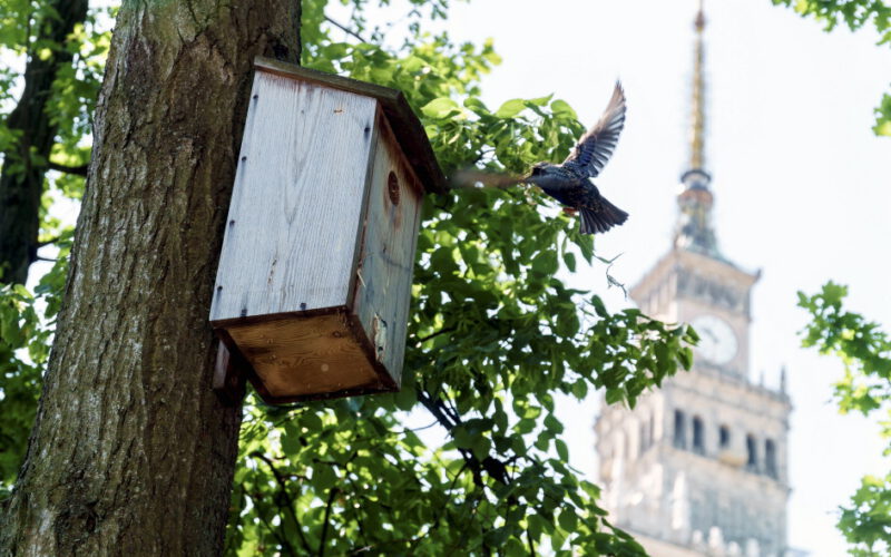Ptaki w wielkim mieście