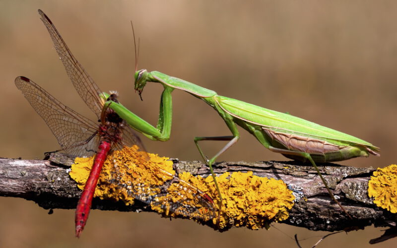Drapieżne ślimaki czyli bezkręgowce polujące na ptaki