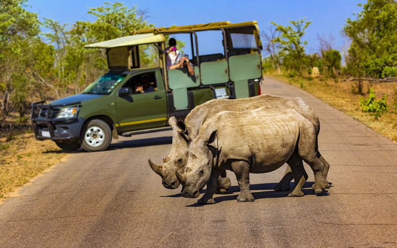 Dzikość zagrożona