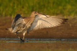 Kuliki znad Brzozówki