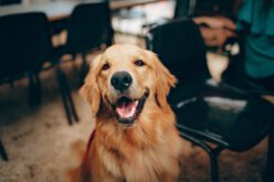Czy olejek CBD sprawdzi się u psa – jakie olejki CBD dla zwierzaka?