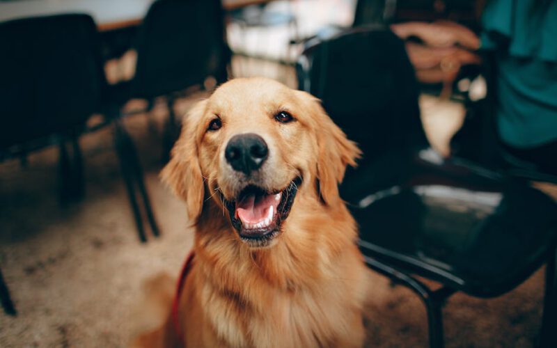 Czy olejek CBD sprawdzi się u psa – jakie olejki CBD dla zwierzaka?