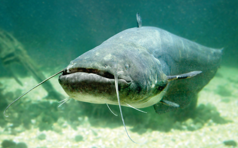 Sumy z Przechowalni