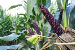 Nasiona kukurydzy na ziarno – poznaj nowe kierunki w uprawie