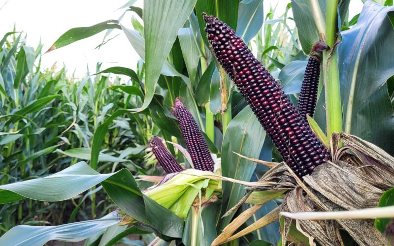 Nasiona kukurydzy na ziarno – poznaj nowe kierunki w uprawie