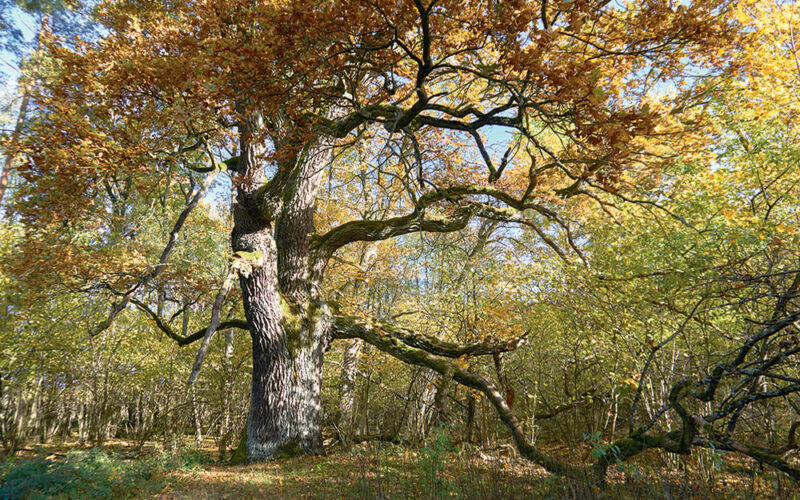 Sosna (nad)zwyczajna