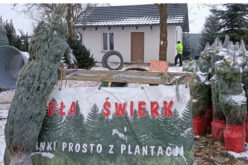 Choinki – biznes dla cierpliwych