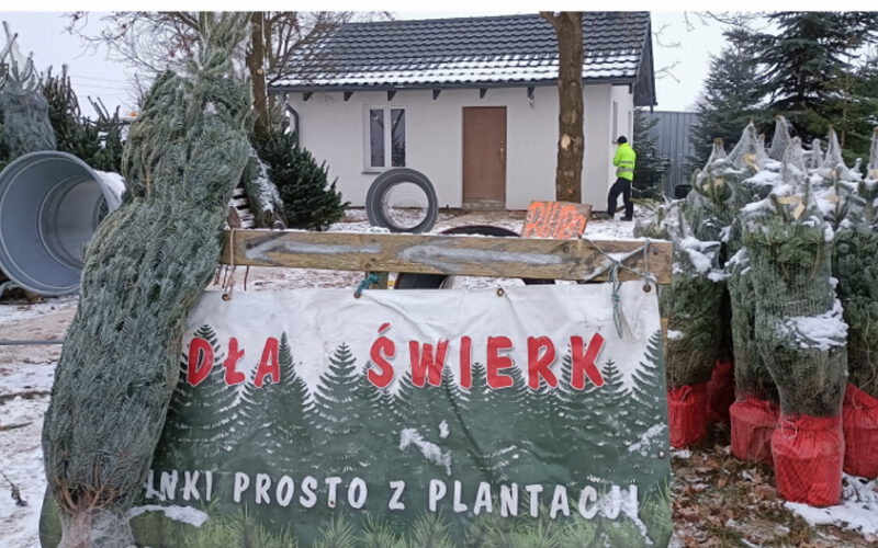 Choinki – biznes dla cierpliwych