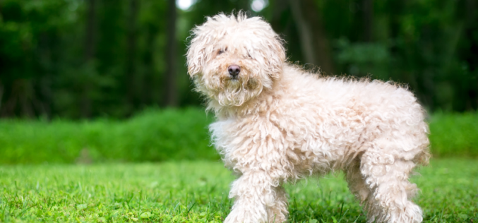 Pies z kręconymi włosami – jak zadbać o ich pielęgnację?