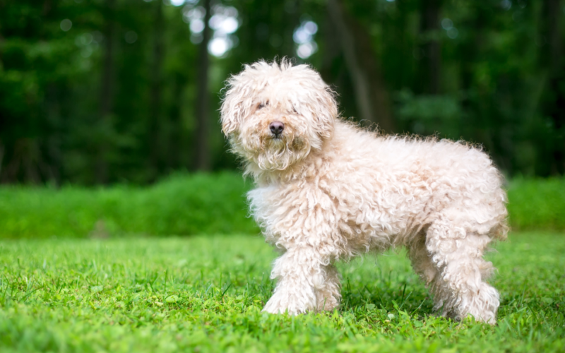 Pies z kręconymi włosami – jak zadbać o ich pielęgnację?