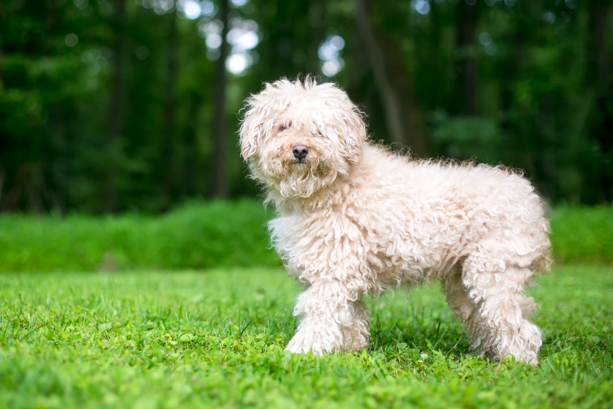 Pies z kręconymi włosami – jak zadbać o ich pielęgnację?