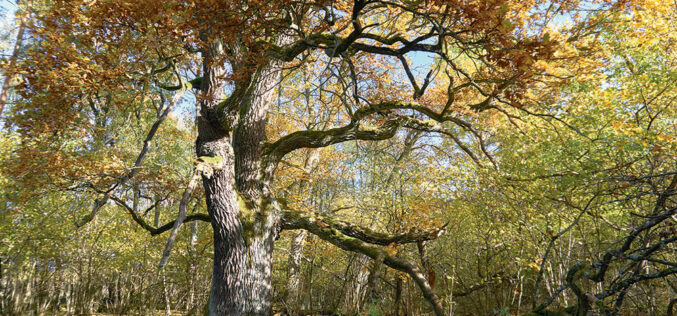 Drzewa lubią być blisko siebie