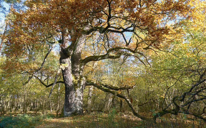 Drzewa lubią być blisko siebie