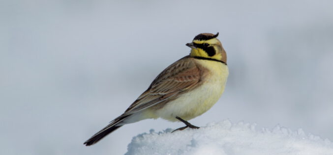 Skowronek dalekiej północy