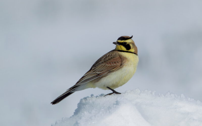 Skowronek dalekiej północy