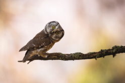 Sowiej głowie dość dwie słowie