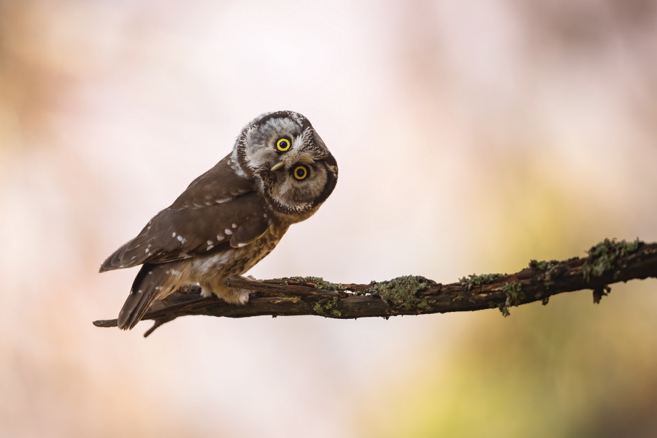 Sowiej głowie dość dwie słowie